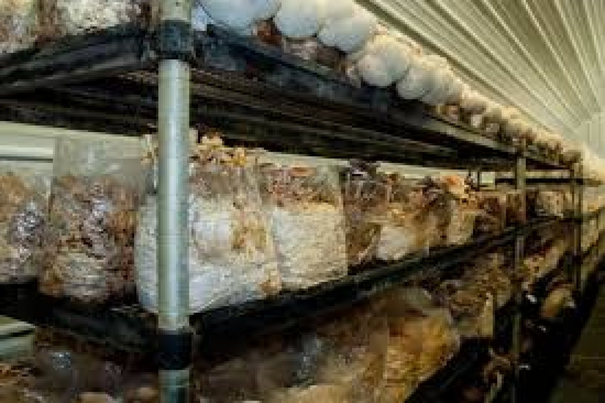 Mushrooms from Zimbabwe